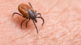 Mosquitoes and ticks are showing up with greater frequency. Here’s how to stay safe this summer