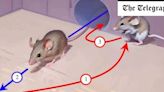 Tom and Jerry was right – mice are crafty and evasive