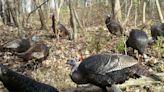 Pa. Game Commission explains why you should report sightings of wild turkeys this summer