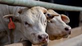 Big Meat leaves ‘a huge cow-shaped hole’ in big banks’ climate commitments, new report finds