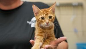 Saturday: Adopt a kitten for $5 in Seminole County