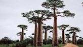 Los baobabs, especies y leyendas