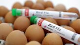 Bird flu in Michigan: H5N1 Symptoms, what outbreak means for pets, why wastewater matters