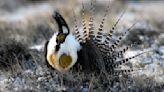 OUTDOORS: Gunnison sage-grouse: All about lekking