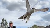 ‘Fierce’ hawk had a broken wing. See its flight back into the Colorado wilderness