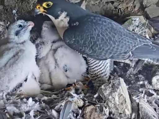 Parks Service launches livestream of Alcatraz Island falcons