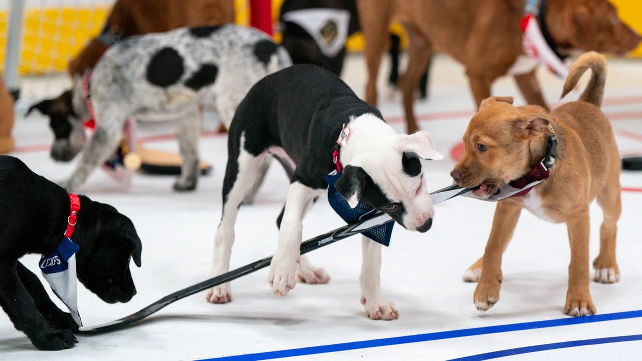 Stanley Pup brings rescue dogs to the rink in friendly face-off