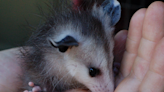 Carson the opossum has "died," again