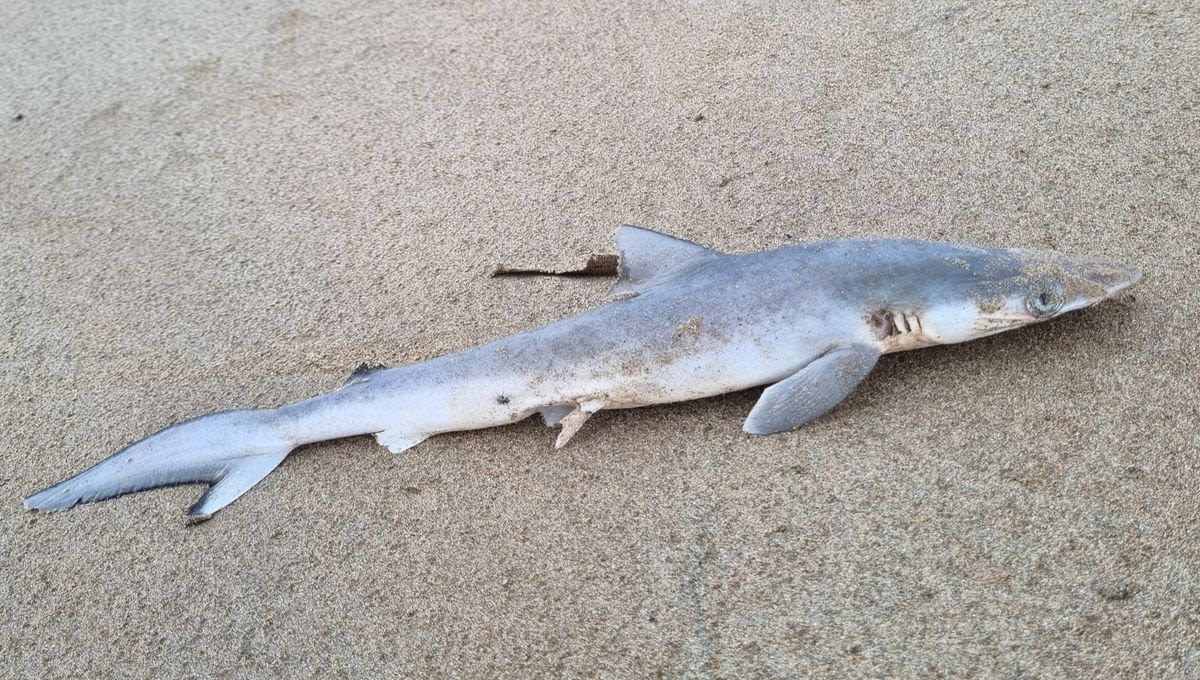 “Cocaine Sharks” Found Off The Coast Of Brazil