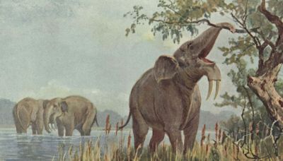 Early humans began wiping out elephant relatives 1.8 million years ago