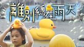 巨型黃鴨展期今日完結 市民冒雨趕「打卡」 其中1隻已被放氣