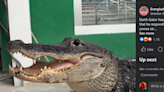Watch Darth Gator respond to his theme song in Florida: ‘The Internet can still amaze’