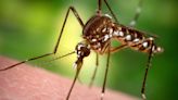 Mosquito-spread Dengue virus reported in Alabama, Florida