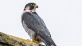 Winchester Cathedral's resident peregrine Mel's eggs scattered