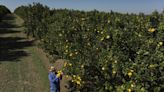 High Orange Juice Prices May Be On The Table For A While Due To Disease And Extreme Weather