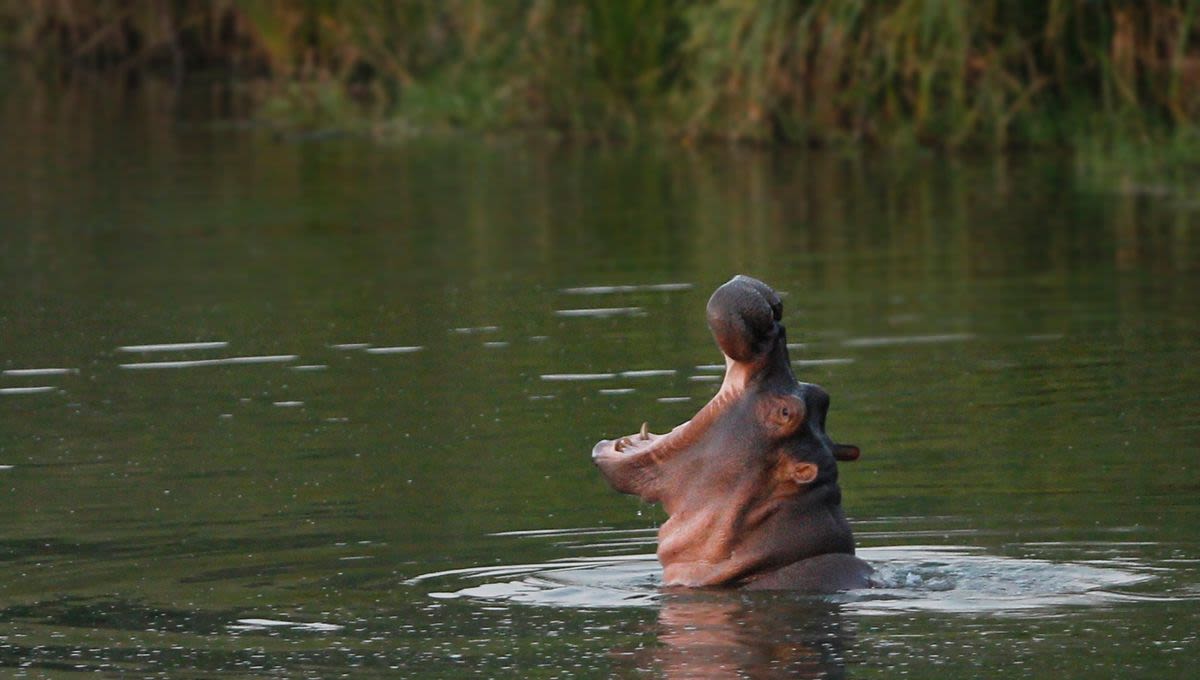 Pablo Escobar’s “Cocaine Hippos” Should Be Hunted, Colombian Court Rules