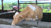 Local farmers take precautions against avian flu in dairy cows