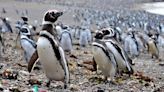 El creciente problema de los microplásticos en pingüinos, aves marinas y almejas de la Antártida