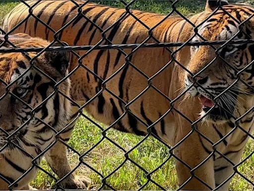 動物園復刻自駕活動 近距離觀賞「孟加拉虎」