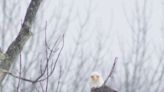 Here are the latest stats on Sussex County's bald eagle population