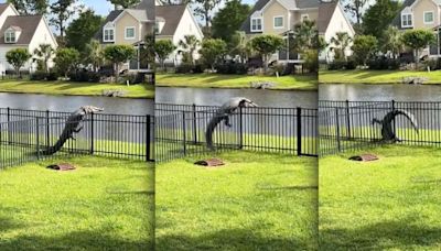You Haven't Lived Until You've Seen This Alligator Clumsily Try to Climb Over a Fence
