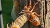 A cocktail of wild: Malört, ICASSTT, cicadas, leucism, rabbits, coyotes, velvet bucks