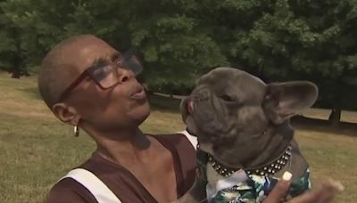 ‘Got 'em!' Undercover operation reunites stolen French bulldog with DC owner