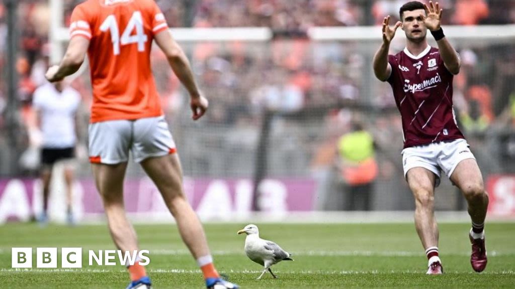 All-Ireland: Croke Park seagull recuperating after pitch invasion