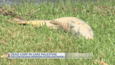 ‘Nasty, smelly’: Texas Parks and Wildlife explain why there’s dead carp at Lake Palestine