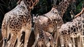 Endangered giraffes may be inbreeding themselves to death, study says