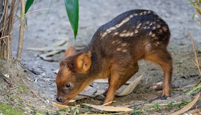 Tiny South American deer debuts at New York City zoo