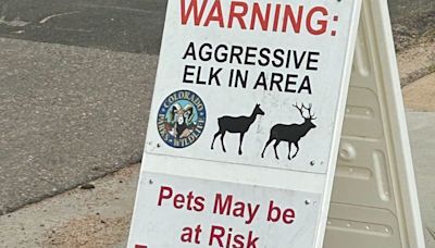 8-year-old girl attacked by 'aggressive' cow elk while riding bike in Colorado