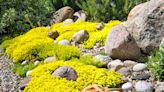 8 ground cover plants to prevent weeds – this is what gardeners pick to make their backyards easier to maintain