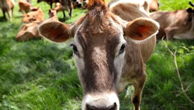 Cow still on the moove after evading capture by Boston Animal Control