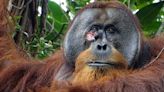 Orangutan Observed Doing Amazing, Human-Like Behavior for the First Time