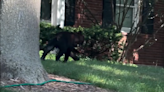 VIDEO: Baby bear roams around Ballwin neighborhood