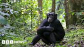 Chimpanzees ‘self-medicate’ with healing plants