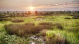 Florida is covered in wetlands: Are they a marsh, bog, swamp or mudflat? Find out here.