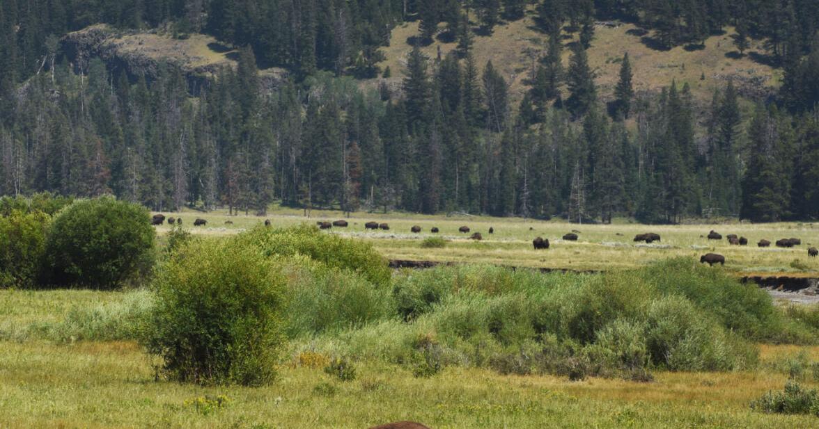 Yellowstone National Park sees increase in visitors