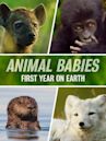 Animal Babies: First Year on Earth