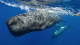 Sperm whales may have their own 'alphabet'