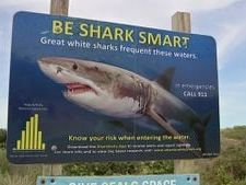 ‘Not just a Cape thing’: Scientist urges beachgoers to be aware of growing white shark population