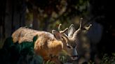 Desperate to rid Catalina of invasive deer, officials propose bold helicopter hunt