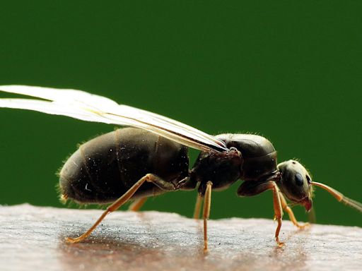 Why do flying ants all appear at once?