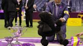 SEE IT: Scenes from this year’s Westminster Dog Show at USTA Billie Jean King National Tennis Center | amNewYork