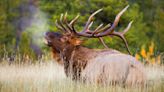 Careless tourist has frighteningly close call with giant elk at Estes Park