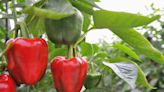 The 9 Best Companion Plants For Peppers