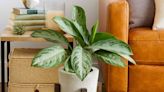 6 Creative DIY Plant Stand Ideas