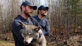Video of wolf killing northern Minnesota deer becomes political fodder