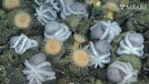 Secrets of an octopus's garden: Moms nest at thermal springs to give their young the best chance for survival